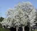 pear-trees.jpeg