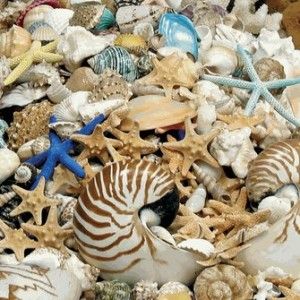 sea_shells