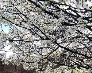 bradford-pear-tree-blossoms-4 bradford-pear-tree-blossoms-4