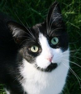 cat-4