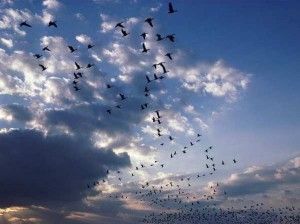 Wild Geese