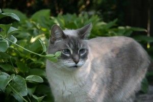 IMG_0683